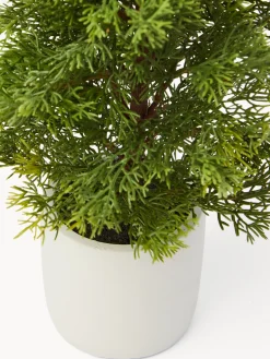 Alberello con pigne e vaso