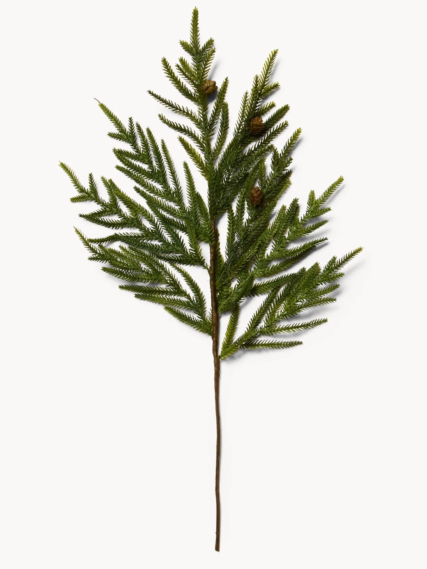 Rametto cryptomeria con pigne